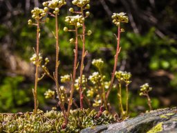 Grossglocknergebiet - Blumen
